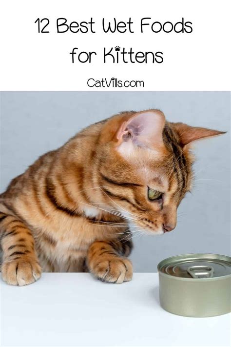 12 Best Wet Foods For Kittens They Should Try 2023 Reviews