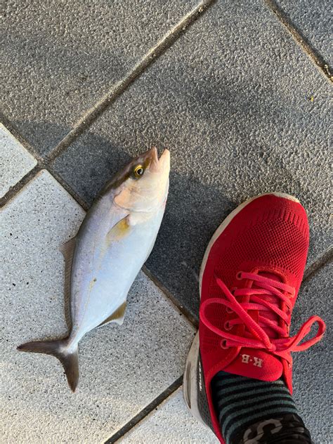 キビシイ釣り 和歌山県 和歌山マリーナシティ のませ釣り カンパチ・ネイリ 陸っぱり 釣り・魚釣り 釣果情報サイト カンパリ