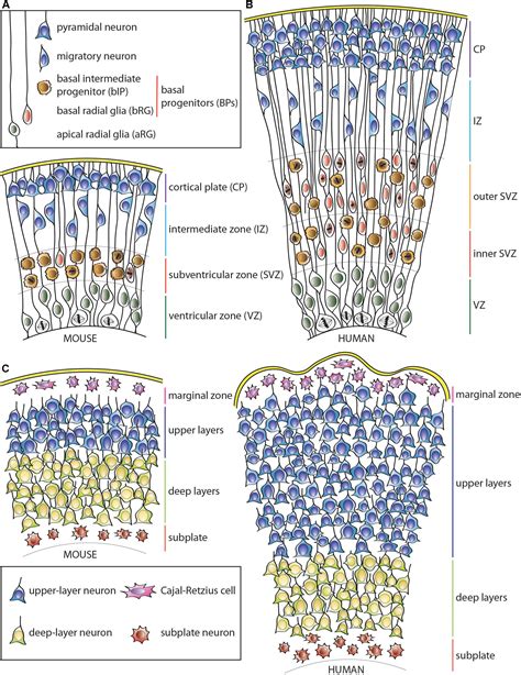 Frontiers Length Of The Neurogenic Period—a Key Determinant For The