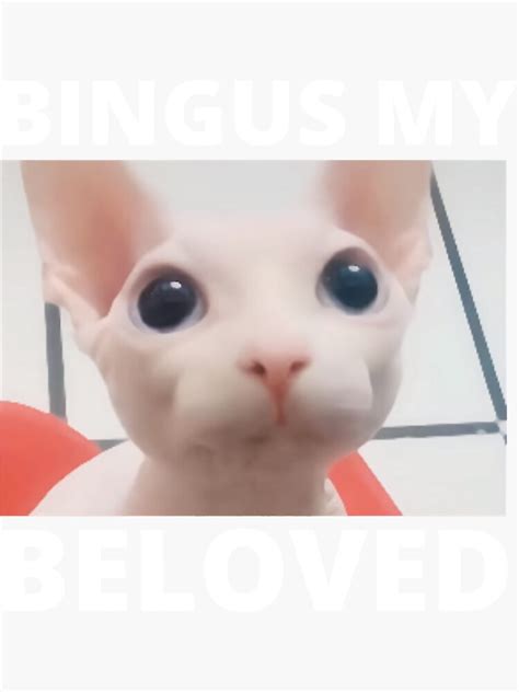 Bingus Is Calling My Beloved Hairless Sphinx Sphynx Cat Meme