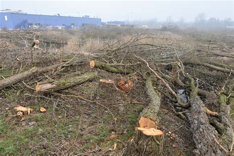 Polder Żelazna Prawie 1 5 tysiąca drzew i krzewów w Opolu pod topór w