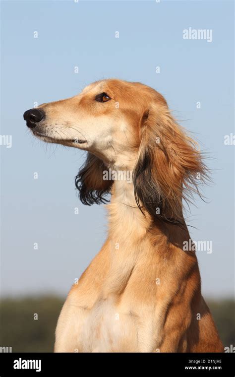 Chien L Vrier Persan Saluki Profil Portrait Adultes Photo Stock Alamy