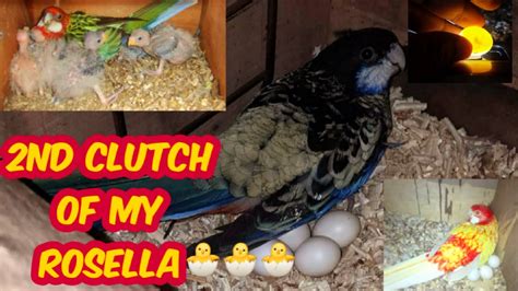 ROsella Breeding Setup Rosella Breed 2022 YouTube