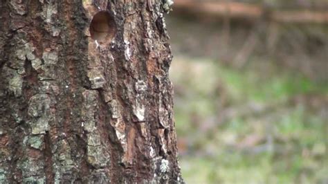 Treecreeper Woodpecker And Jay Youtube