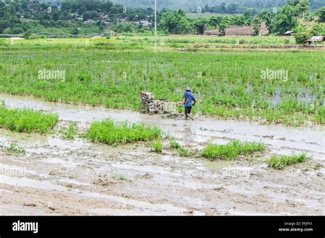 Asia Farmer Using Tiller Tractor In Rice Field Stock Photo Alamy