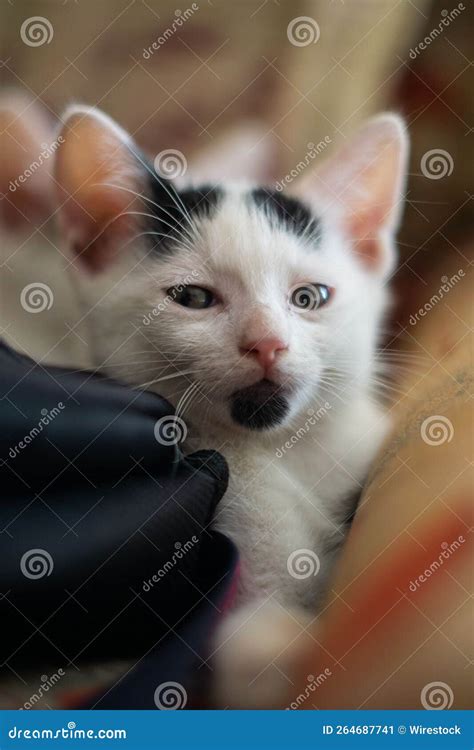 Vertical Shot Of A Japanese Bobtail Kitten Lying On The Sofa Stock