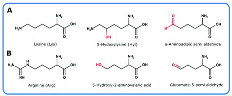 Chemical Structures Of Lysine And Arginine Together With Their