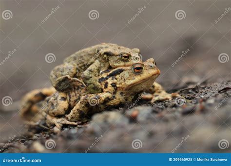 Mating Common Toads On The Ground Bufo Bufo Stock Image Image Of