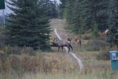 Wildlife to See in Jasper National Park (and Banff too!)