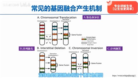 基因变异类型and基因融合gene Fusion的种类及注释 Csdn博客