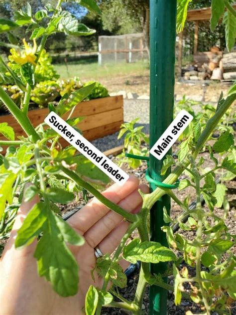 How To Make The Best Diy Tomato Trellis Stake Weave Hybrid