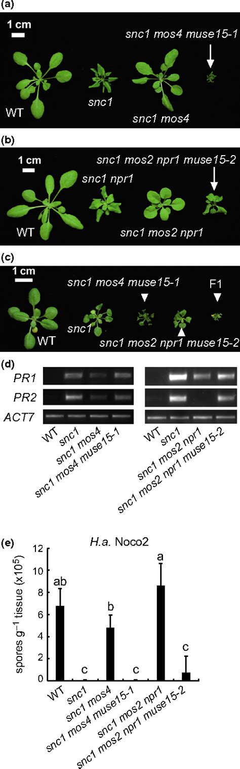 Figure From Tnl Mediated Immunity In Arabidopsis Requires Complex