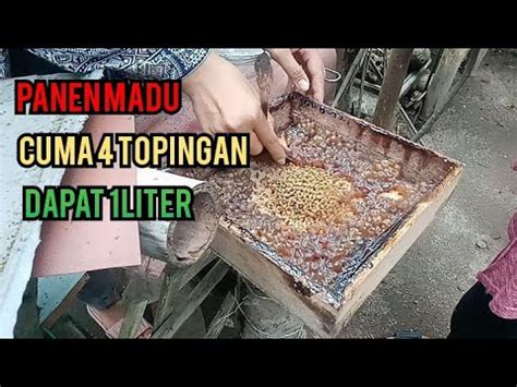 Proses Panen Madu Lebah Trigona Super Youtube