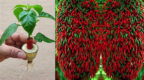 The Best Method Of Planting And Propagating Chili Trees From Seeds