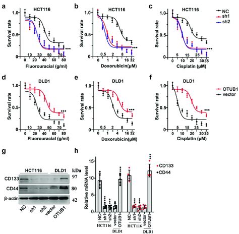 OTUB1 Silencing Suppressed CRC Cancer Cell Survivability Treated With