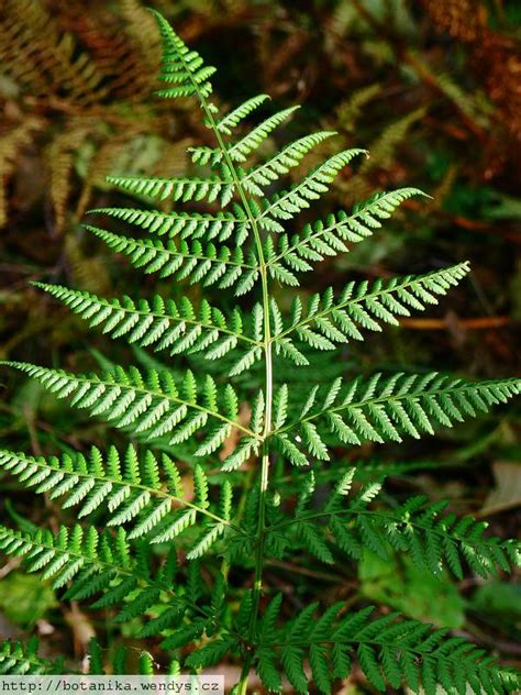 Medicinal Herbs Lady Fern Athyrium Filix Femina