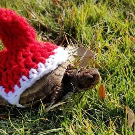 Crocheted Turtle Hat Etsy