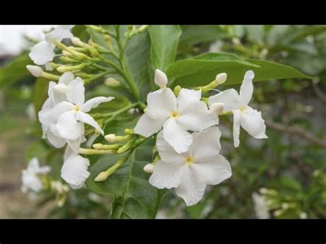 Cultivo de Jasminum Fruticans Guía de Consejos para un Crecimiento Exitoso