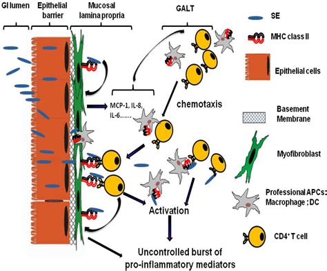 Toxins Free Full Text Staphylococcal Enterotoxins