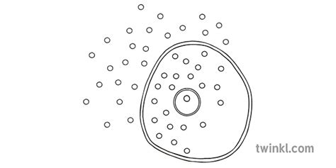 Cell Diffusion Black And White Illustration Twinkl