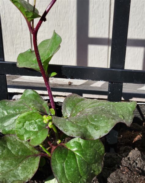 How To Grow Malabar Spinach In Your Kitchen Garden • Gardenary