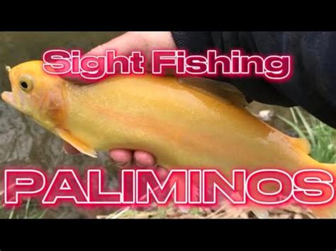 Sight Fishing For Palomino Trout Insane Stocked Trout Footage Youtube