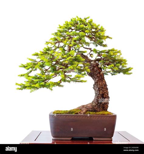 Spruce Tree Bonsai Tree Picea Abies Spruce Trees Bonsai Bonsai