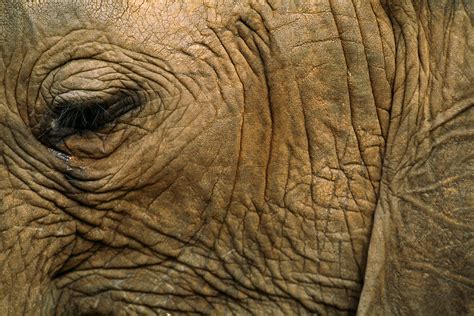 Why Are Elephants and Other Animals So Wrinkly?