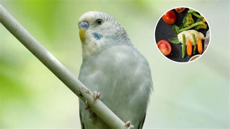 Qu Verduras Comen Los Periquitos Australianos Petlife