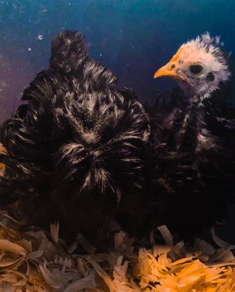 250 Pollo Frizzle Fotografías De Stock Fotos E Imágenes Libres De Derechos Istock