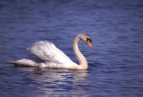 Divine Nature: "Wild Swans"