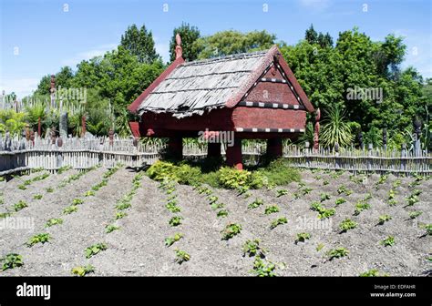 Maori Garden At Hamilton Botanical Gardens Stock Photo Alamy