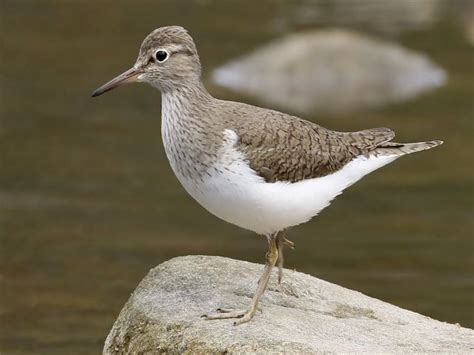 Common Sandpiper » Bird Watcher