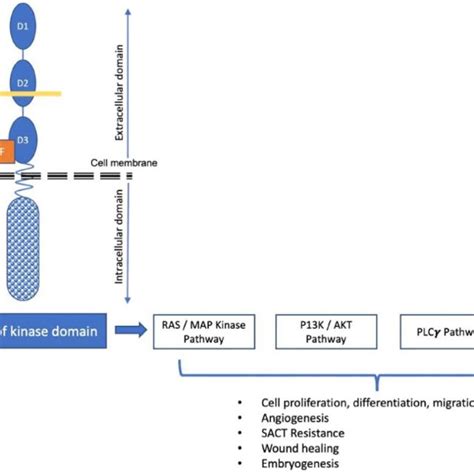 The Fgf Fgfr Complex And Downstream Signalling Pathways Two Fgfs Two Download Scientific