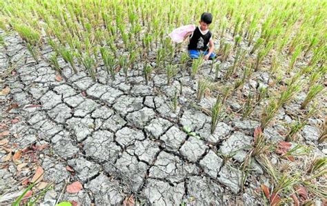 Agri damage due to El Niño reaches P2.63 billion -- DAR