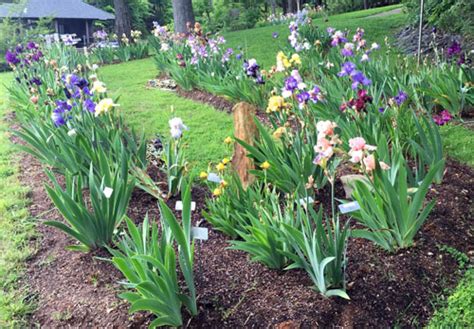 Springtime Iris Garden – Fairfax Gardening