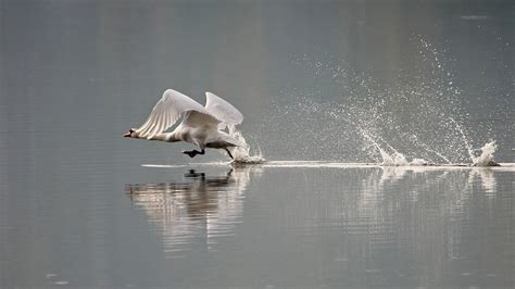 Birds Animals Water Nature Reflection Swan Splashes Duck Flight