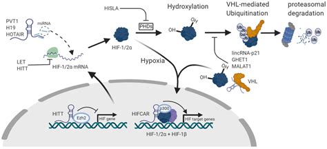 Ncrna Free Full Text Long Noncoding Rna Lncrna In The Regulation