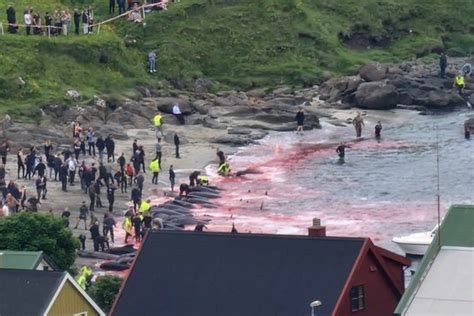 Le Faroe Nuovamente Sotto I Riflettori Per La Caccia Alle Balene