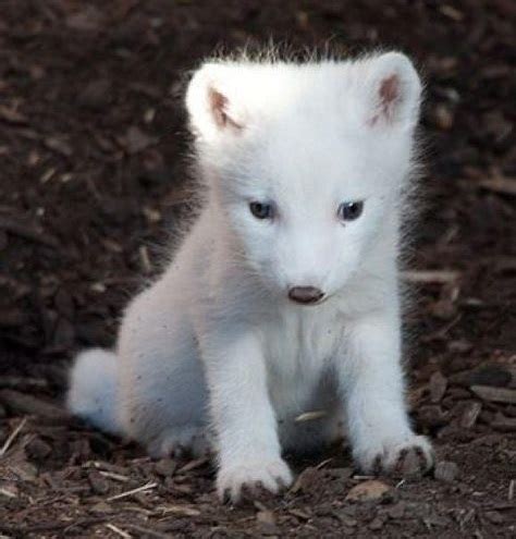 Download Free 100 + baby arctic fox