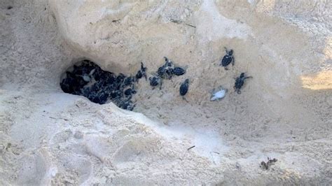 Protegen más de 986 mil huevos de tortuga en playas de Cancún