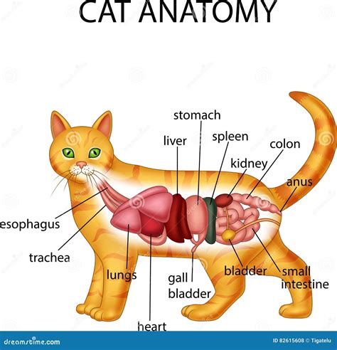 Cat Anatomy Diagram Female