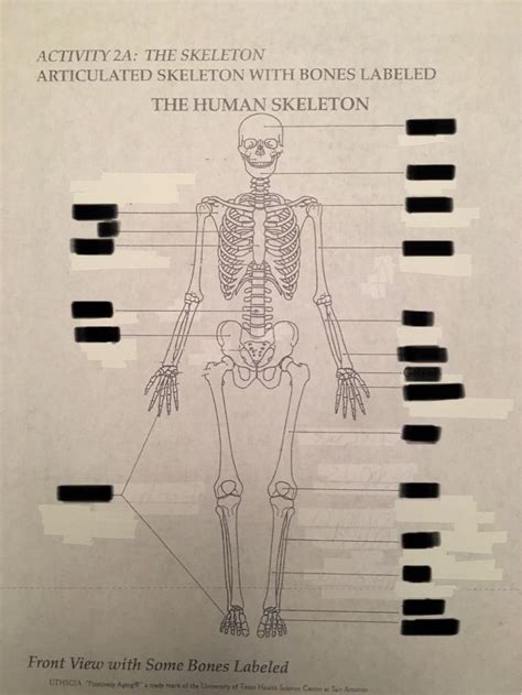 Bones, Muscles & Skin: The Human Skeleton | Quiz