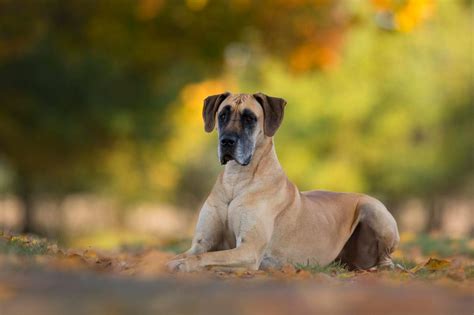 Anf Nger Und Familienhunde Das Sind Eher Ruhige Hunderassen