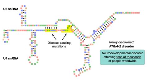 Researchers Identify A Genetic Cause Of Intellectual Disability