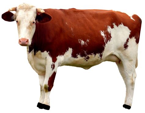 Highland Cow Png Pic Png Mart