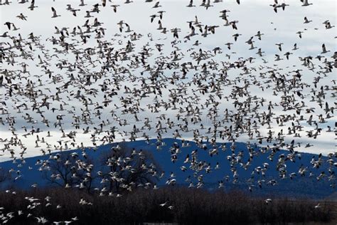 Snow geese migration stock photo. Image of flight, basin - 114092094