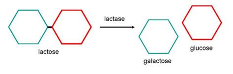 Relationship Between Lactase And Lactose