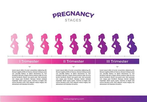 Pregnancy Stages Template Free Vector Svg Eps Uidownload