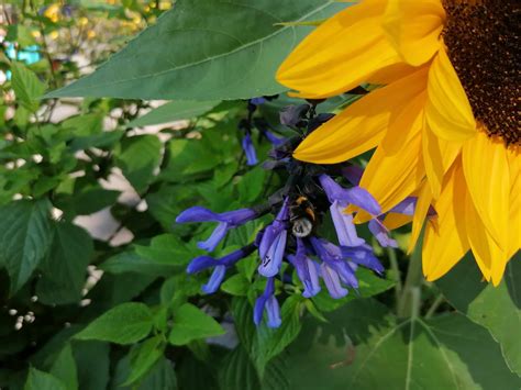 Insel Mainau Blumen Hummel Insekt Stkone Flickr